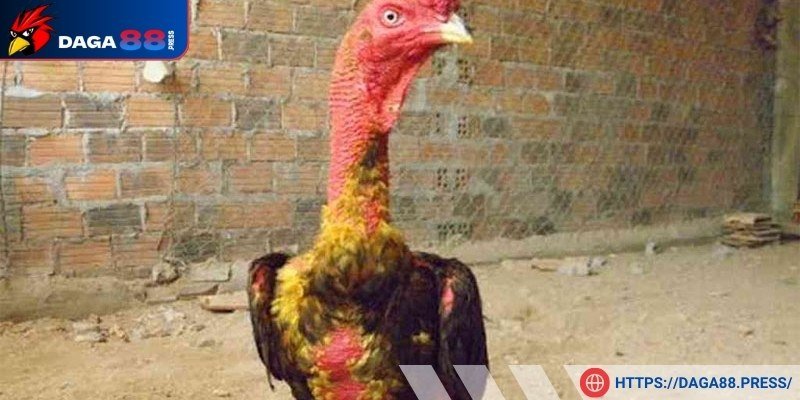 Nguyên liệu thật đầy đủ khi vào nghệ cho chiến kê