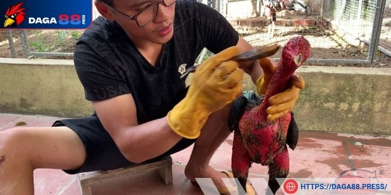 Không vào nghệ cho gà vào thời tiết lạnh