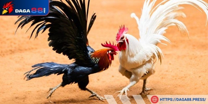 Tại sao đá gà cựa sắt Thomo lại hấp dẫn cược thủ?