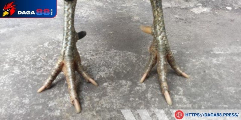 Lối đá chúng vô cùng nhanh
