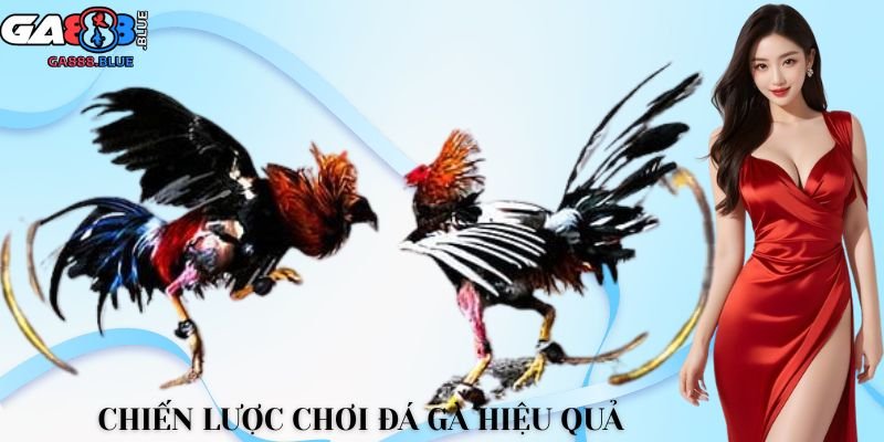 Chiến lược chơi đá gà hiệu quả